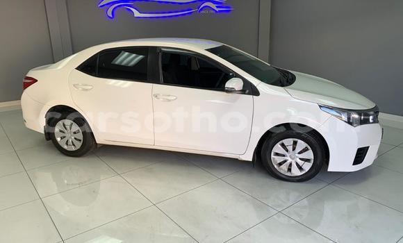 Buy Used Toyota Corolla White Car in Maseru in Maseru Buy Used Toyota Corolla White Car in Maseru in Maseru