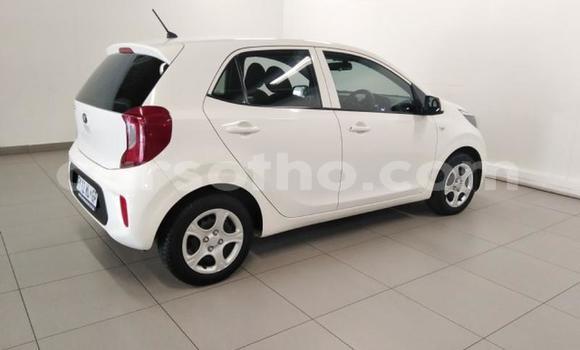 اشتري مستعمل Kia Picanto White سيارة في Maseru في Maseru اشتري مستعمل Kia Picanto White سيارة في Maseru في Maseru
