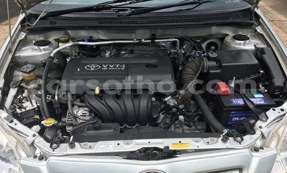 Acheter Occasion Voiture Toyota Runx Gris à Butha–Buthe, Thaba-Tseka Acheter Occasion Voiture Toyota Runx Gris à Butha–Buthe, Thaba-Tseka