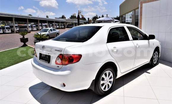 Buy Used Toyota Corolla White Car in Maseru in Maseru Buy Used Toyota Corolla White Car in Maseru in Maseru
