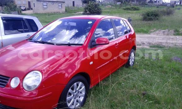 Buy Used Volkswagen Polo Red Car in Butha Buthe in Butha-Buthe Buy Used Volkswagen Polo Red Car in Butha Buthe in Butha-Buthe