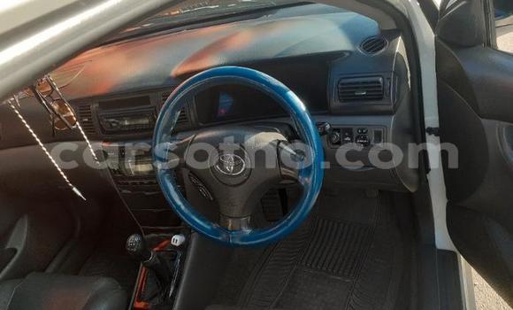 اشتري مستعمل Toyota Corolla White سيارة في Maseru في Maseru اشتري مستعمل Toyota Corolla White سيارة في Maseru في Maseru