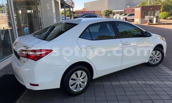 Buy Used Toyota Corolla White Car in Maseru in Maseru Buy Used Toyota Corolla White Car in Maseru in Maseru