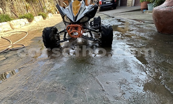 Sayi Na hannu Big Dog K9 Other Motsi in Maseru a Maseru Sayi Na hannu Big Dog K9 Other Motsi in Maseru a Maseru