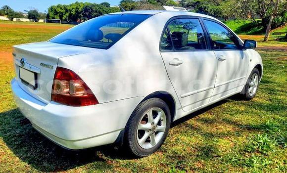 اشتري مستعمل Toyota Corolla White سيارة في Maseru في Maseru اشتري مستعمل Toyota Corolla White سيارة في Maseru في Maseru