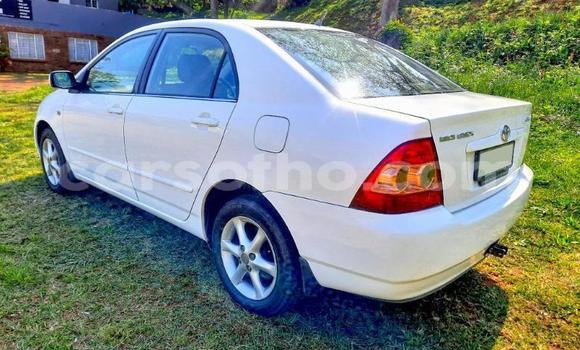 اشتري مستعمل Toyota Corolla White سيارة في Maseru في Maseru اشتري مستعمل Toyota Corolla White سيارة في Maseru في Maseru