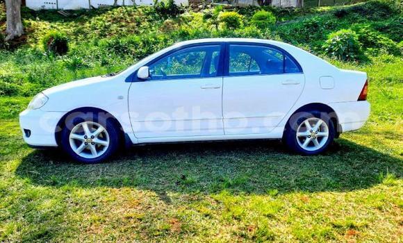 اشتري مستعمل Toyota Corolla White سيارة في Maseru في Maseru اشتري مستعمل Toyota Corolla White سيارة في Maseru في Maseru