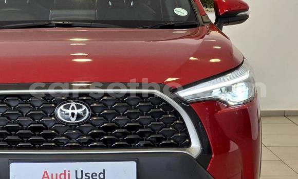 اشتري مستعمل Toyota Corolla Cross Red سيارة في Maseru في Maseru اشتري مستعمل Toyota Corolla Cross Red سيارة في Maseru في Maseru