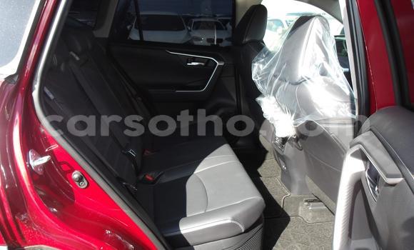 اشتري مستعمل Toyota RAV4 Red سيارة في Maseru في Maseru اشتري مستعمل Toyota RAV4 Red سيارة في Maseru في Maseru