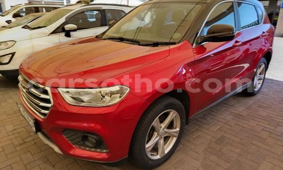 اشتري مستعمل Haval H2 Red سيارة في Maseru في Maseru اشتري مستعمل Haval H2 Red سيارة في Maseru في Maseru