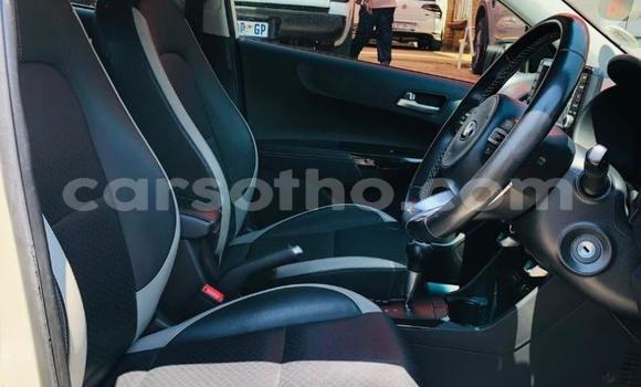 اشتري مستعمل Kia Picanto White سيارة في Maseru في Maseru اشتري مستعمل Kia Picanto White سيارة في Maseru في Maseru