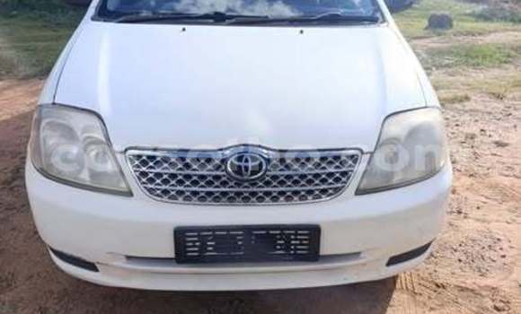 Buy Used Toyota Corolla Other Car in Maseru in Maseru
