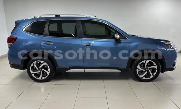 اشتري مستعمل Subaru Forester Blue سيارة في Hlotse في Leribe اشتري مستعمل Subaru Forester Blue سيارة في Hlotse في Leribe