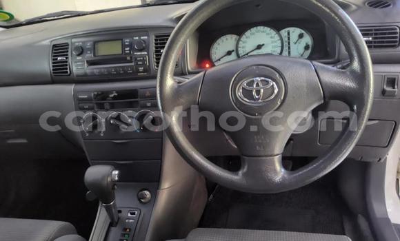 Buy Used Toyota Corolla White Car in Maseru in Maseru Buy Used Toyota Corolla White Car in Maseru in Maseru