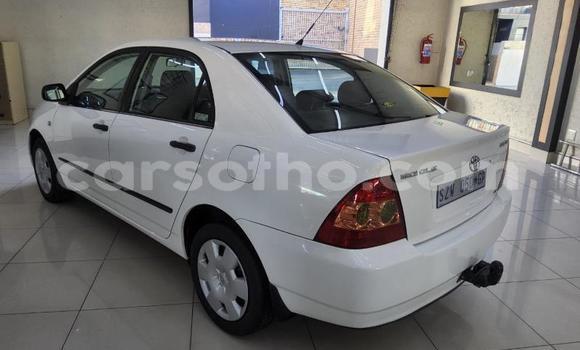 Buy Used Toyota Corolla White Car in Maseru in Maseru Buy Used Toyota Corolla White Car in Maseru in Maseru