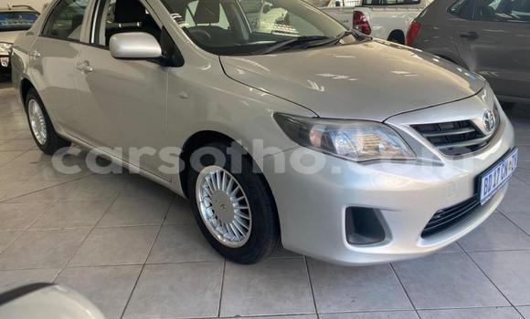 Buy Used Toyota Corolla Silver Car in Maseru in Maseru