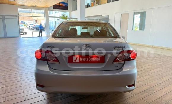 Buy Used Toyota Corolla Silver Car in Maseru in Maseru Buy Used Toyota Corolla Silver Car in Maseru in Maseru