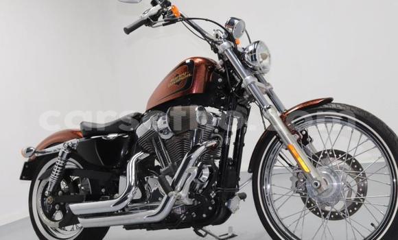 Buy Used Harley Davidson Sportster Brown Bike in Roma in Maseru