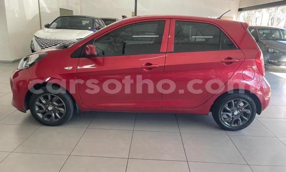 Buy Used Kia Picanto Red Car in Mohale's Hoek in Mohale's Hoek Buy Used Kia Picanto Red Car in Mohale's Hoek in Mohale's Hoek
