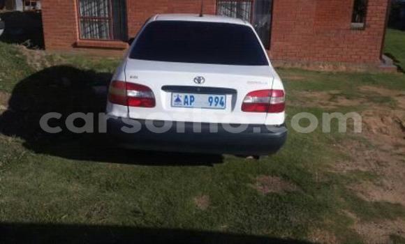 Buy Used Toyota Corolla White Car in Maseru in Maseru Buy Used Toyota Corolla White Car in Maseru in Maseru