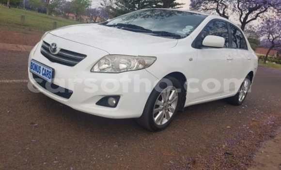 Buy Used Toyota Corolla White Car in Maseru in Maseru Buy Used Toyota Corolla White Car in Maseru in Maseru