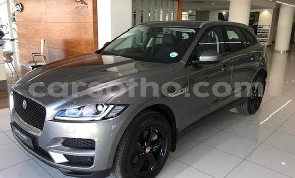اشتري مستعمل Jaguar F-Pace Silver سيارة في Butha–Buthe في Thaba-Tseka اشتري مستعمل Jaguar F-Pace Silver سيارة في Butha–Buthe في Thaba-Tseka