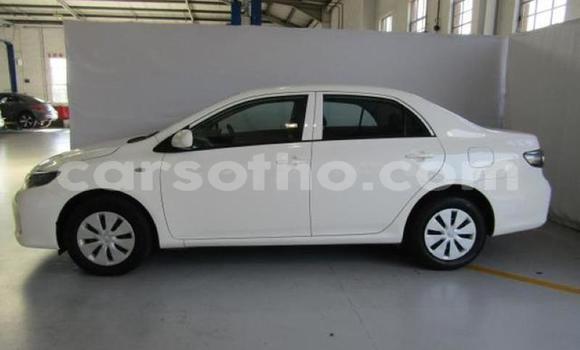 Buy Used Toyota Corolla White Car in Maputsoe in Leribe Buy Used Toyota Corolla White Car in Maputsoe in Leribe